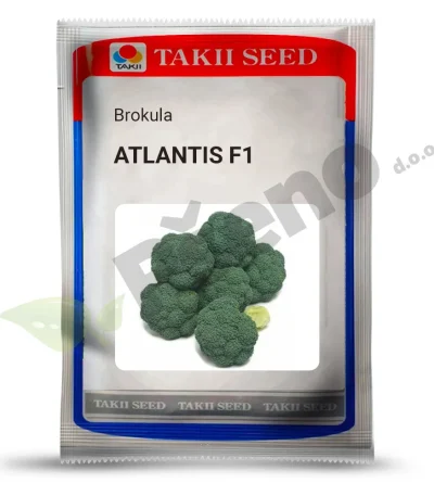 Brokula Atlantis F1 Takii_Pseno