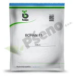Cikla Bohan F1 Bejo Zaden_Pseno