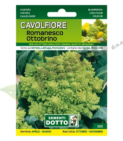 Cvjetaca senon ROMANESCO OTTOBRINO