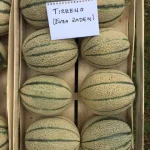 Dinja TIRRENO