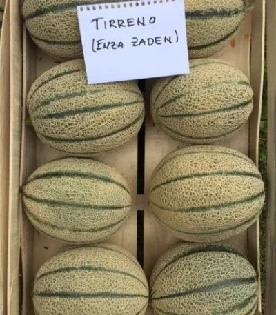 Dinja TIRRENO