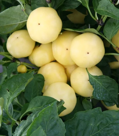 Paprika JABLINA F1