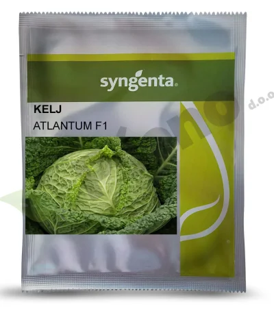 Kelj ATLANTUM F1 Syngenta_Pseno