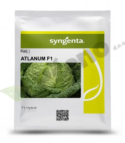 Kelj ATLANTUM F1 Syngenta_Pseno