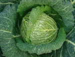 Kelj TOURMALINE F1