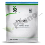 Kupus REACTION F1 Bejo Zaden_Pseno