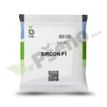 Kupus SIRCON F1 Bejo Zaden_Pseno