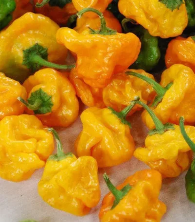 Ljuta paprika JAMAICAN SCOTCH YELLOW