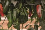 Ljuta paprika RIOVERDE F1 Bejo Zaden_Pseno_