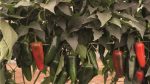 Ljuta paprika RIOVERDE F1