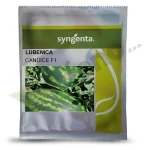 Lubenica CANDICE F1 Syngenta_Pseno