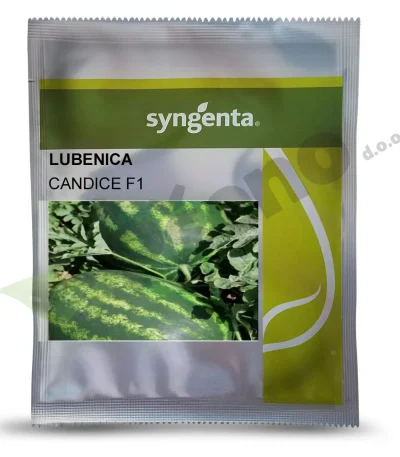 Lubenica CANDICE F1 Syngenta_Pseno