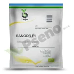 Mrkva BANGOR F1 Bejo Zaden ORGANIC_Pseno