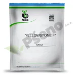 Mrkva Yellowstone F1 Bejo Zaden_Pseno