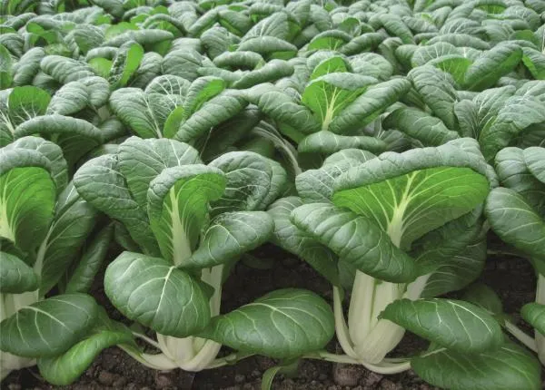 Pak Choi Bopak F1 Bejo Zaden_Pseno_