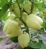Paprika ARDUS F1