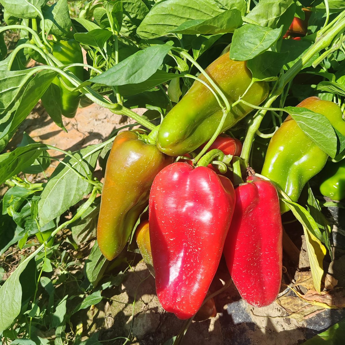 Paprika CARPEL F1