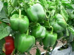 Paprika CRIMSON KING F1