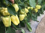 Paprika CRISTINA F1 Enza Zaden_Pseno_