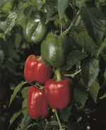 Paprika STANLEY F1 Bejo Zaden_Pseno_