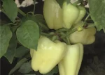 Paprika WHITNEY F1 Bejo Zaden_Pseno_