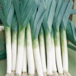 Poriluk-LANCIA-organic-Bejo-Pseno-organic