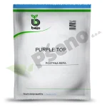 Postrna repa repa Purple top Bejo Zaden_Pseno