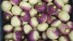 Postrna repa repa Purple top Bejo Zaden_Pseno_