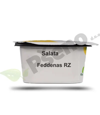 Salata FEDDENAS Rijk Zwaan_Pseno