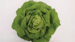 Salata LUCERIS