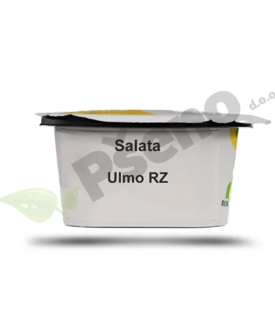 Salata ULMO Rijk Zwaan_Pseno