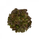 Salata-hrastov-list-crveni-CAMELAI-RZ