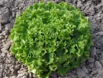 Salata kristalka CARDIGA Enza Zaden Pseno