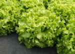 Salata kristalka FILOMENA Bejo Zaden Pseno