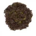 Salata kristalka Mineral RZ Pseno
