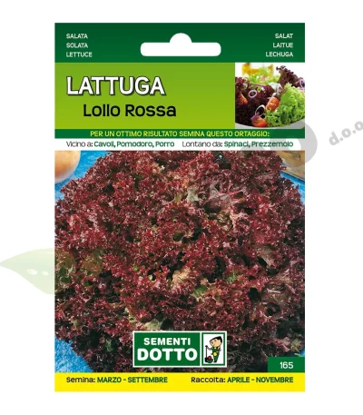 Salata kristalka LOLLO ROSA