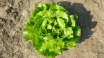 Salata puterica 32-214