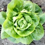 Salata puterica POLYEVA Enza Zaden Pseno