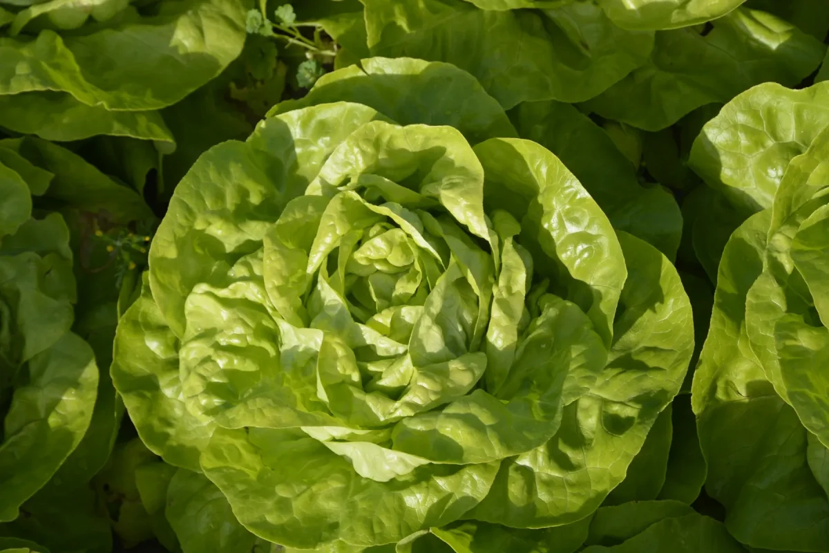 Salata puterica SOTALIS Bejo Zaden Pseno