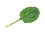 Špinat ACADIA Enza Zaden_Pseno_