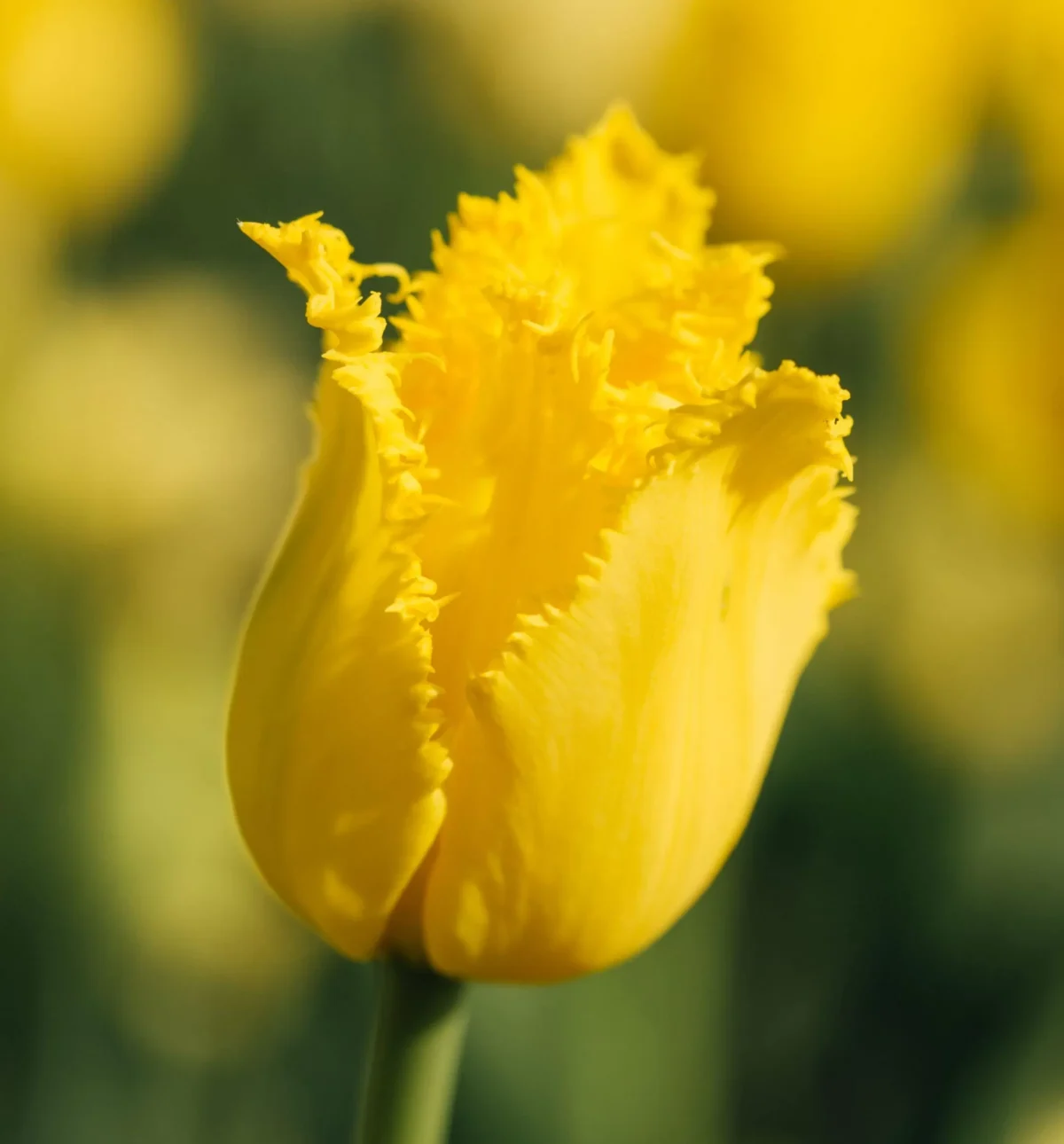tulipan