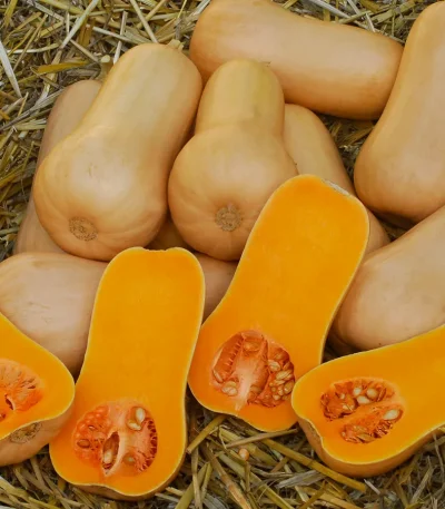 Bundeva-butternut