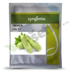 Tikvica OTTO F1 Syngenta_Pseno