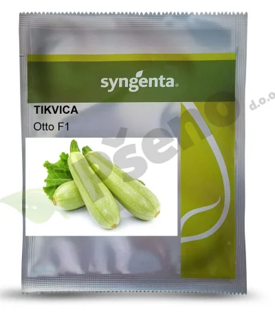 Tikvica OTTO F1 Syngenta_Pseno