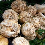 Celer-DIAMANT-F1-Bejo-Pseno-Organic