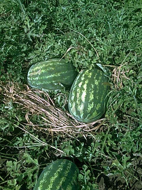 lubenica constellation f1 syngenta1