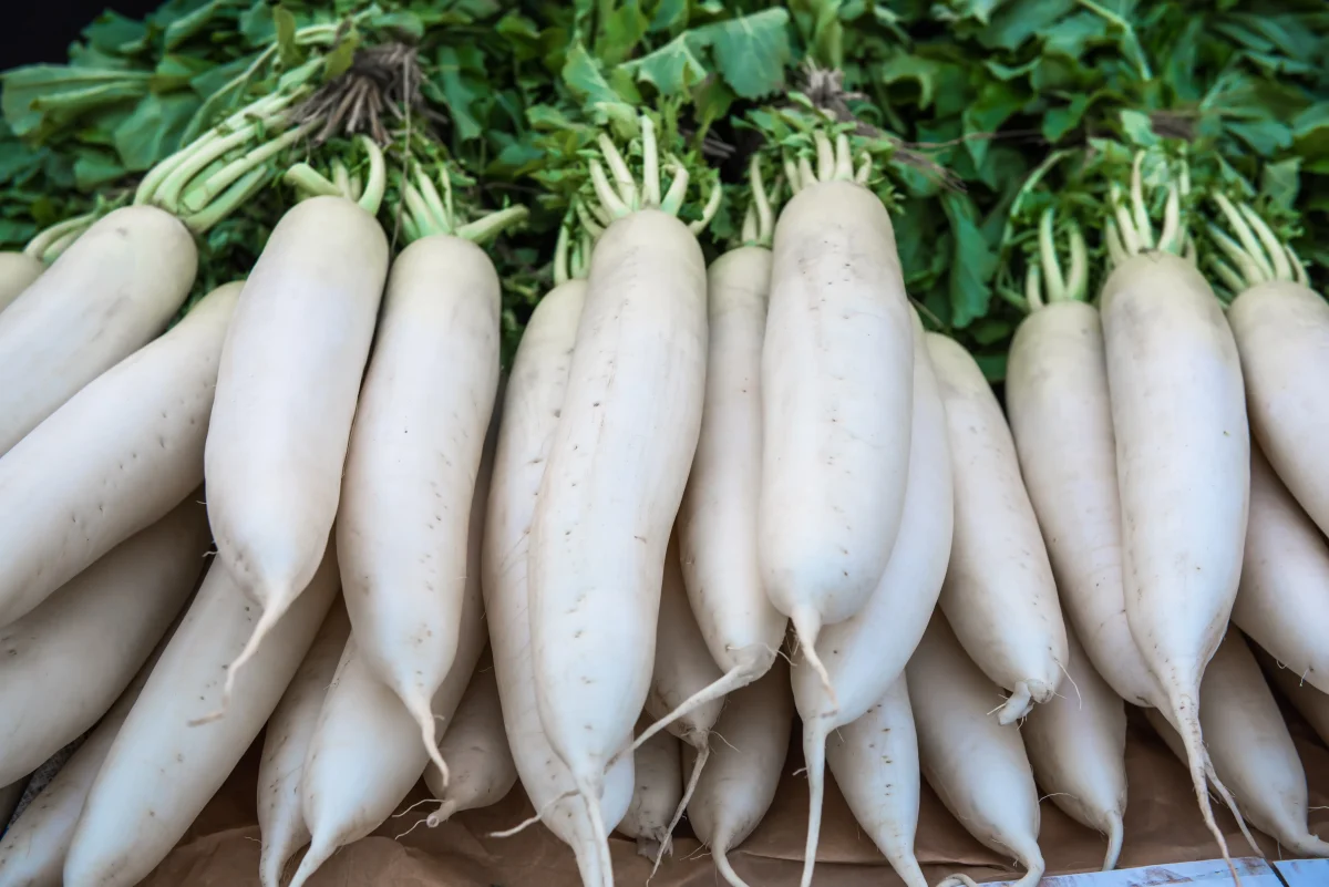 Daikon MINO EARLY