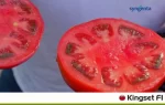 Rajčica KINGSET F1