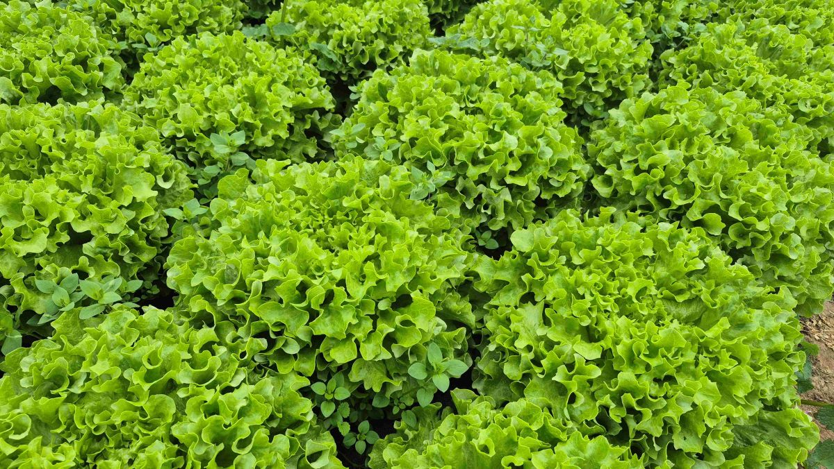 Salata kristalka MARINIE