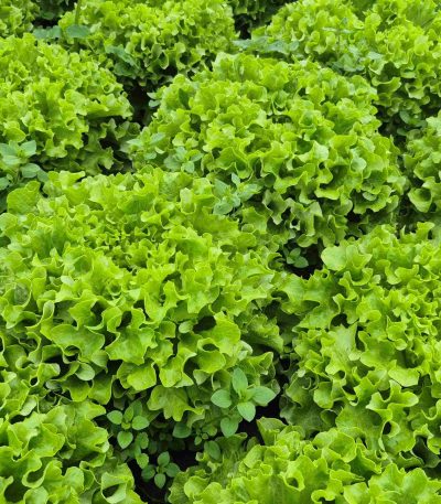 Salata kristalka MARINIE